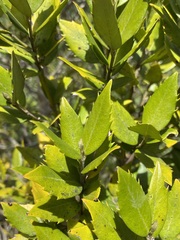 Atherosperma moschatum