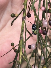Commius elegans