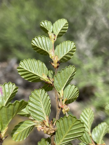 Nothofagus gunnii (Nothofagus gunnii)