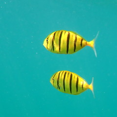 Gnathanodon speciosus
