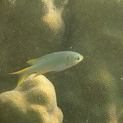 Neopomacentrus nemurus