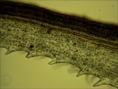 Racomitrium pruinosum