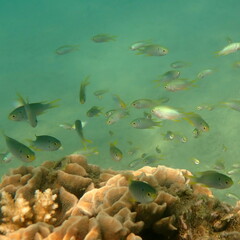 Neopomacentrus nemurus