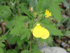 Calceolaria tripartita