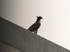 Pernis ptilorhynchus torquatus