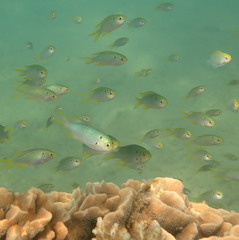 Neopomacentrus nemurus