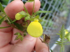 Calceolaria tripartita