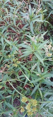 Persicaria decipiens