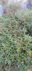 Persicaria decipiens