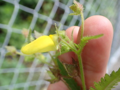 Calceolaria tripartita