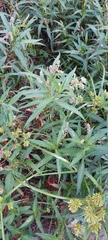Persicaria decipiens
