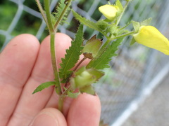 Calceolaria tripartita