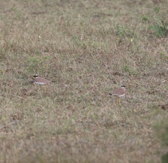 Vanellus malabaricus