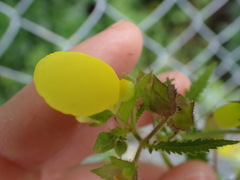 Calceolaria tripartita