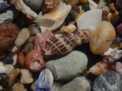 Maculotriton serriale