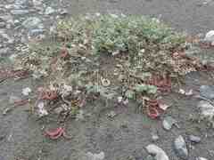 Astragalus nutzotinensis