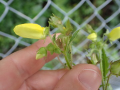 Calceolaria tripartita