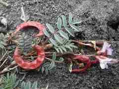 Astragalus nutzotinensis
