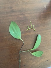 Muellerina eucalyptoides
