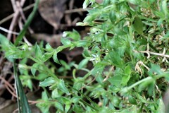 Stellaria flaccida