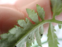 Calceolaria tripartita