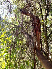 Muellerina eucalyptoides