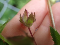 Calceolaria tripartita