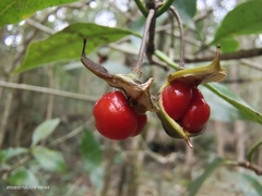 Pittosporum illicioides