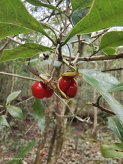 Pittosporum illicioides