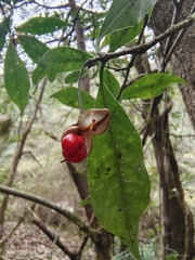 Pittosporum illicioides