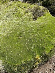 Abrotanella forsteroides