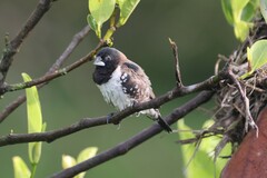 Spermestes cucullata cucullata