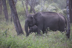 Elephas maximus indicus