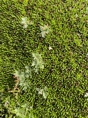 Abrotanella forsteroides