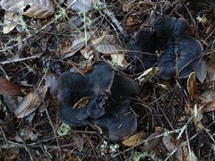 Hydnellum fuscoindicum