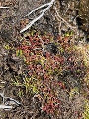 Gonocarpus micranthus