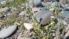 Plagiobothrys canescens