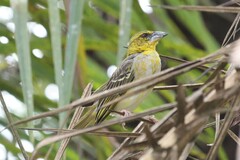 Ploceus cucullatus bohndorffi