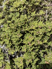 Gleichenia alpina