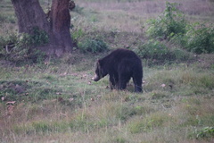 Melursus ursinus ursinus
