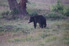 Melursus ursinus ursinus