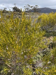 Orites acicularis