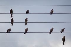 Milvus migrans