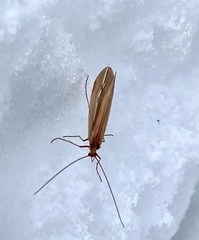 Psychoglypha