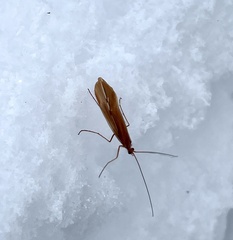 Psychoglypha