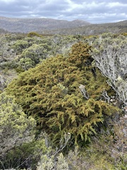 Pherosphaera hookeriana