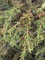 Pherosphaera hookeriana