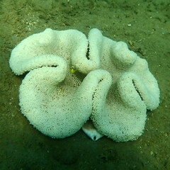 Stichodactyla haddoni