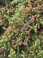 Pherosphaera hookeriana