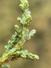 Pherosphaera hookeriana